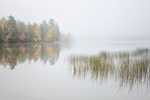 Collins, Ann 아티스트의 USA-New York-Adirondacks Long Lake-reeds-fog-and fall foliage at Eaton Lake작품입니다.